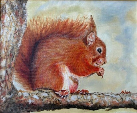 Red squirrel